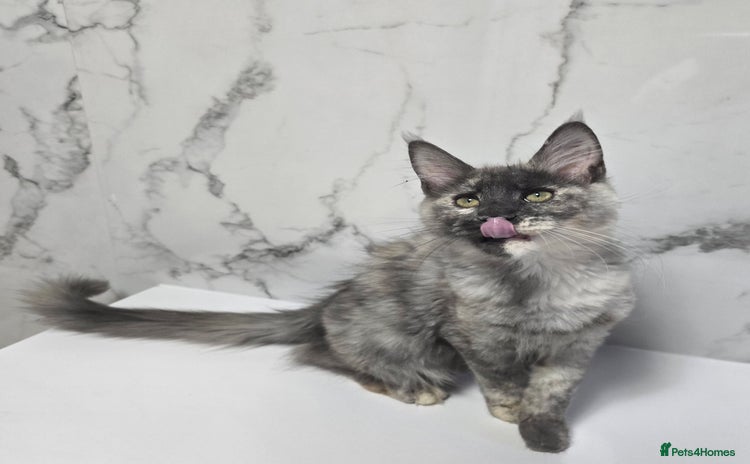 Maine Coon cats - Advert 11