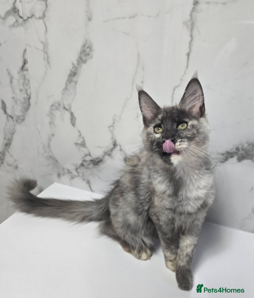 Maine Coon cats for sale: 2 girls -TICA MaineCoon Kittens - Image 2