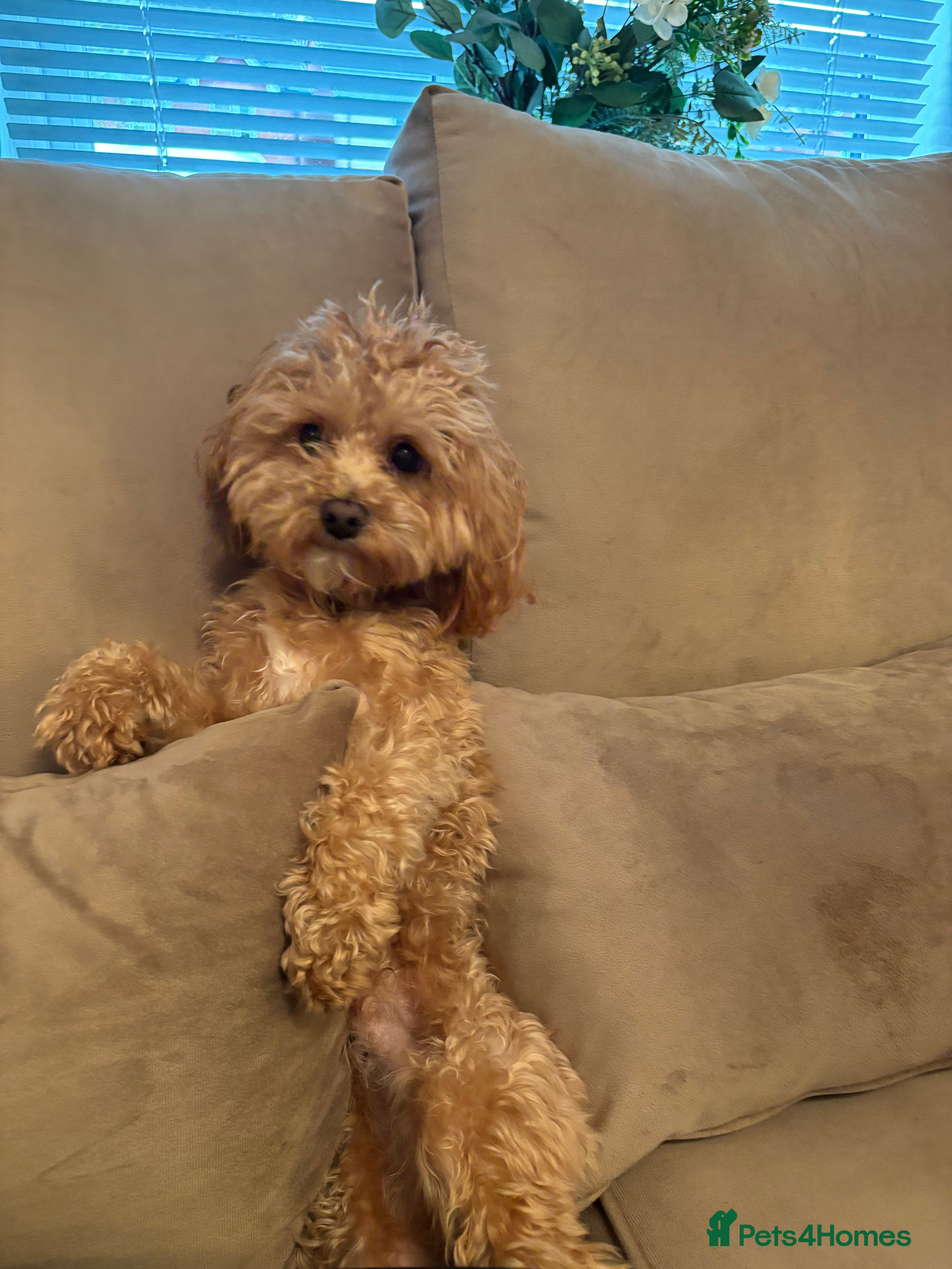 Maltipoo dogs Teddy - Stud in Bury - Advert 3