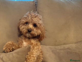 Maltipoo dogs in Bury - Advert 1