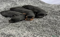 Yorkiepoo dogs for sale: Yorkiepoos - Advert 6