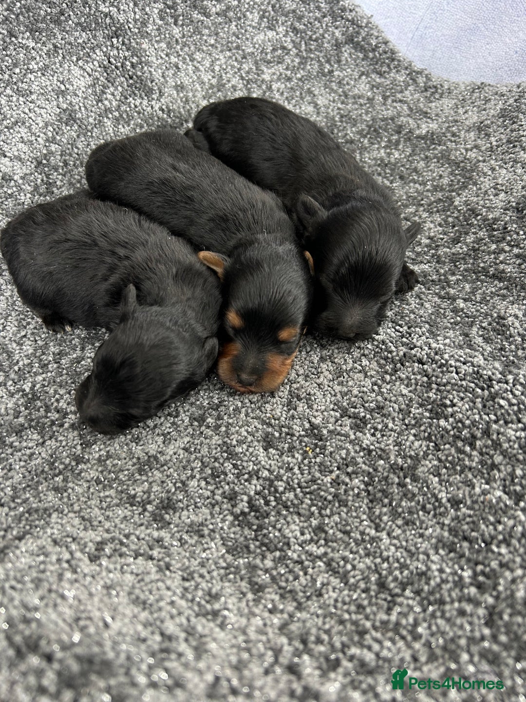 Yorkiepoo dogs for sale: Yorkiepoos - Advert 6