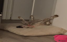 English Setter dogs for adoption: Ruby and Ellie - 2.5 years old | Female Setters - Image 5