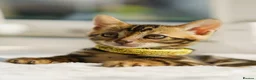 Bengal cats for sale: ONLY 4 LEFT - HEALTH/DNA TESTED BENGALS - Advert 14
