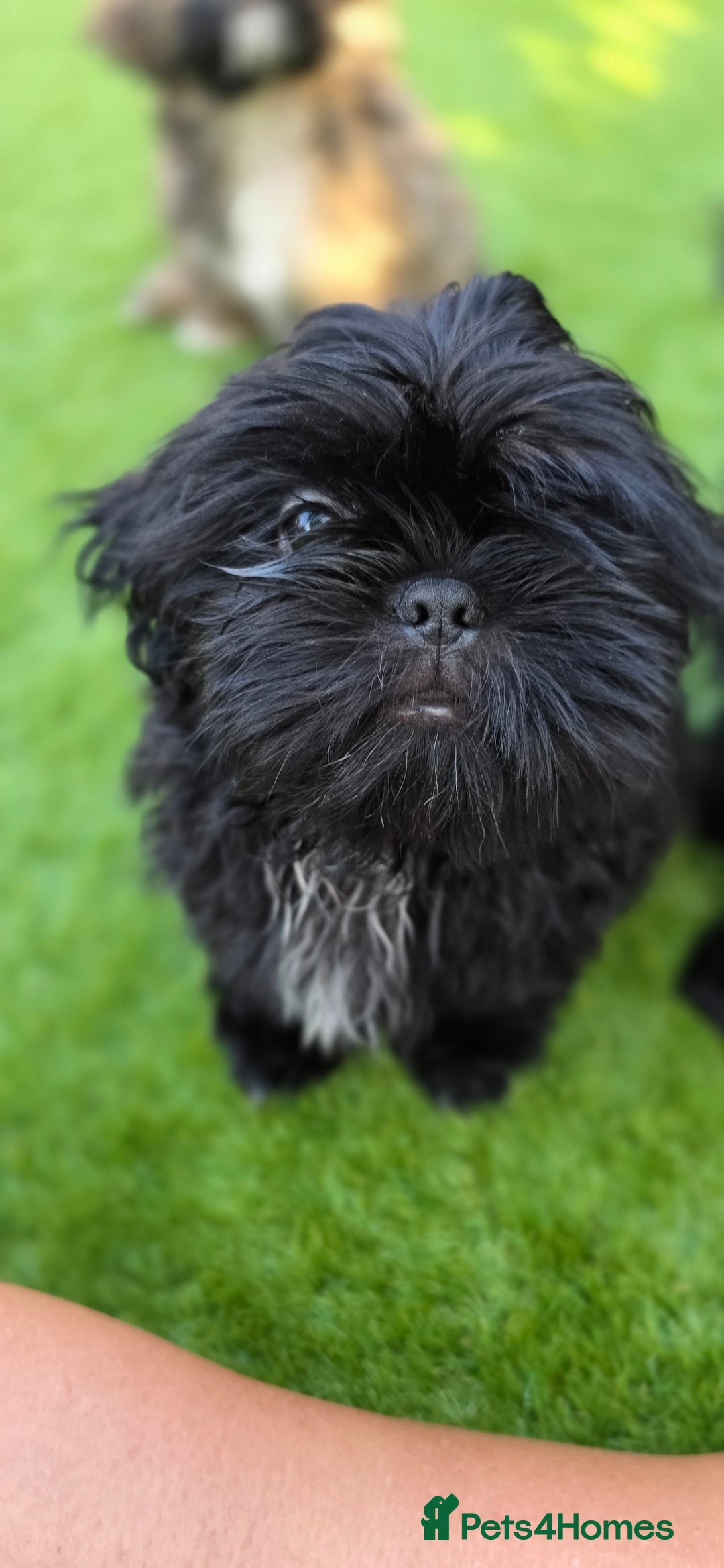 Shih Tzu dogs for sale: Last little black Shih-Tzu boy in Walsall - Image 15
