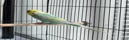 Budgerigars birds for sale: Pair of rainbow and clearwing budgies  in London - Advert 3