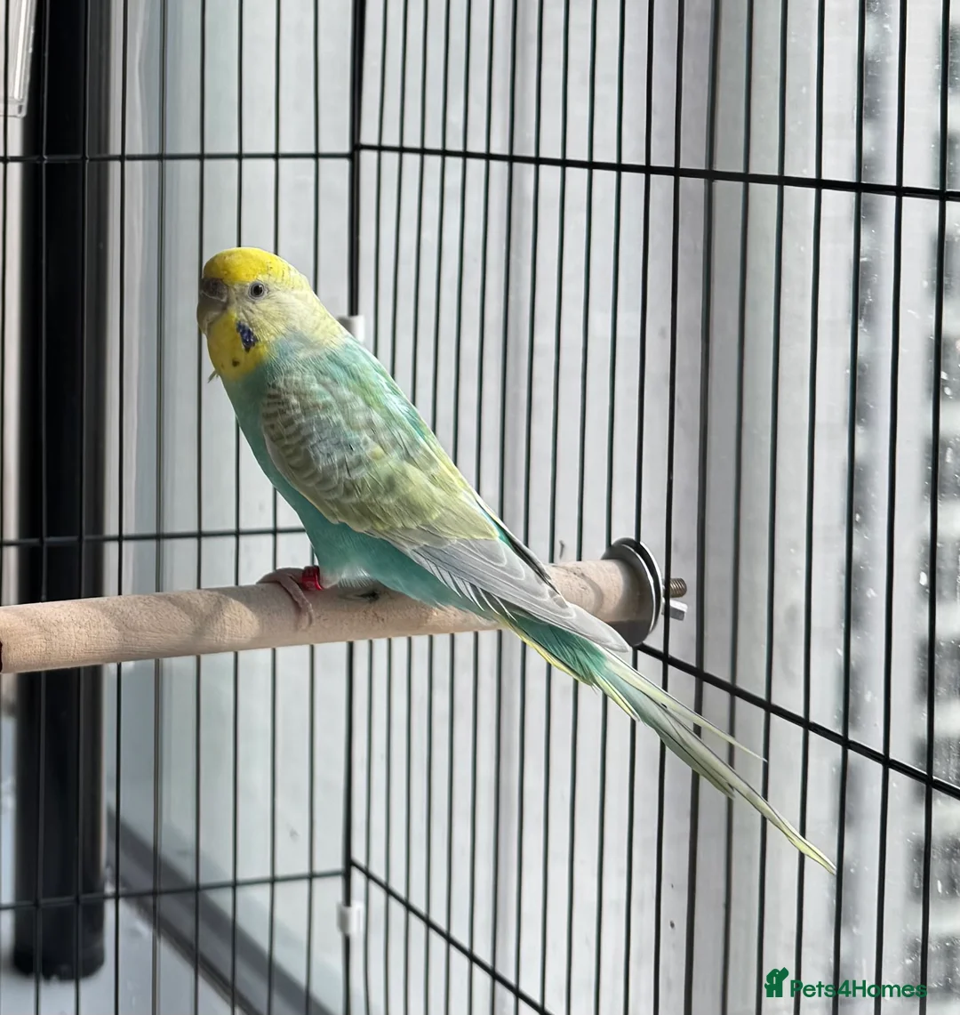 Budgerigars birds for sale: Pair of rainbow and clearwing budgies  in London - Advert 3