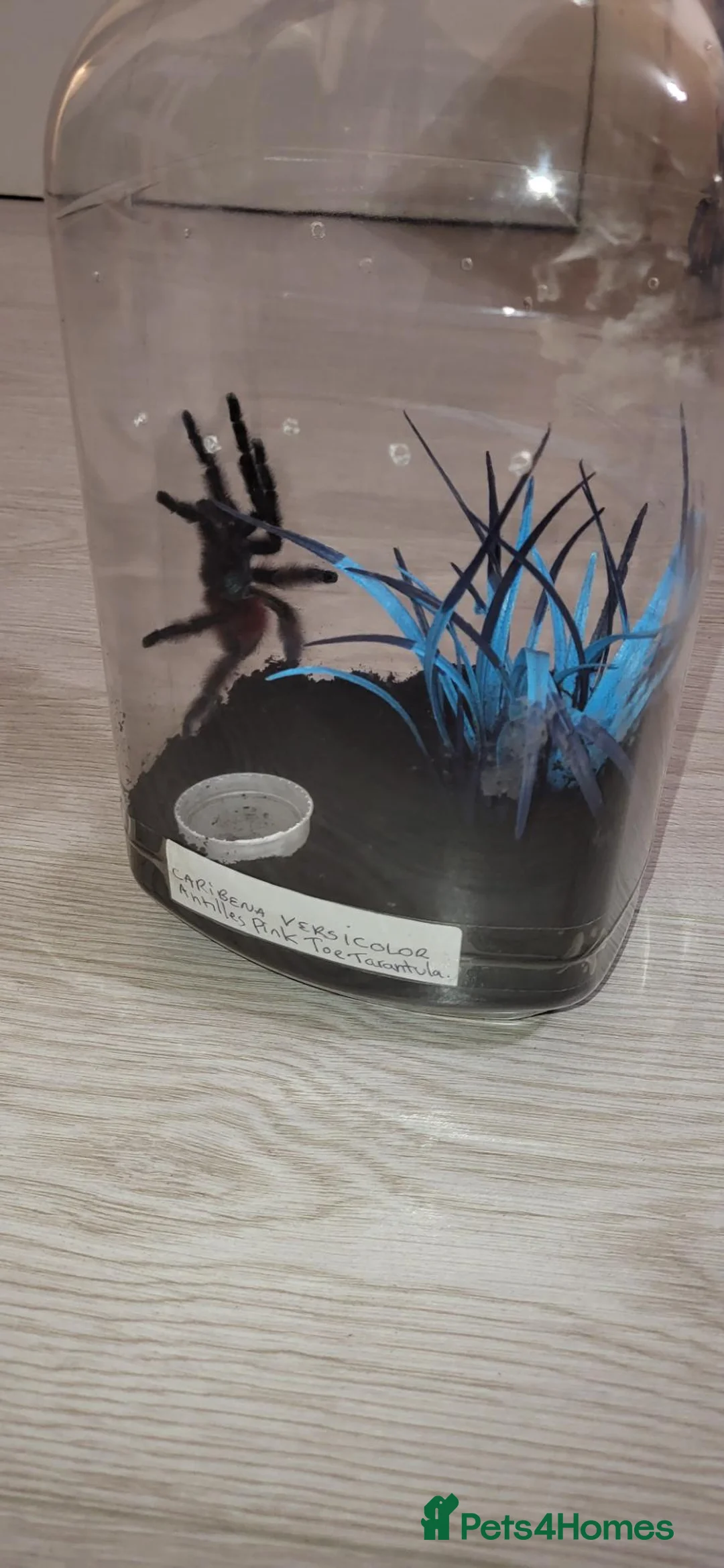 Tarantulas invertebrates for sale: Carribebena versicolor  - Advert 4