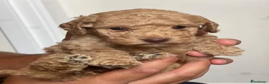 Cockapoo 3 