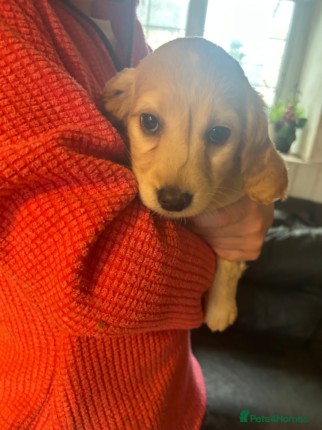 Mixed Breed dogs for sale: Cavapoo Puppies - Advert 21