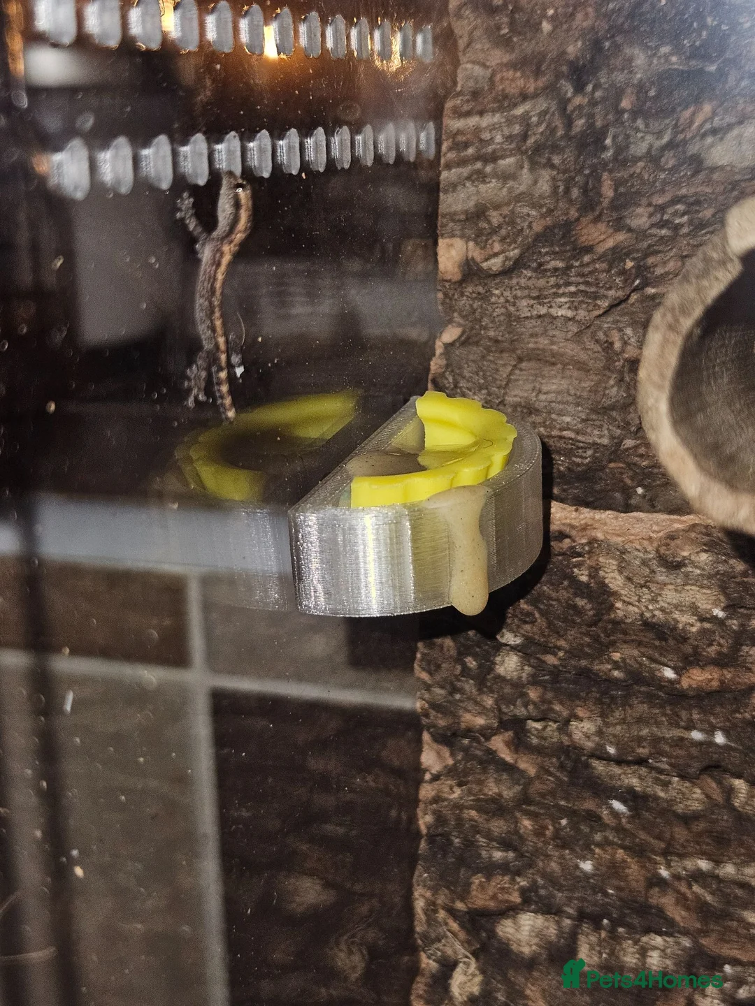 Gecko reptiles for sale: Mourning gecko hatchling and tank in Northampton - Advert 2
