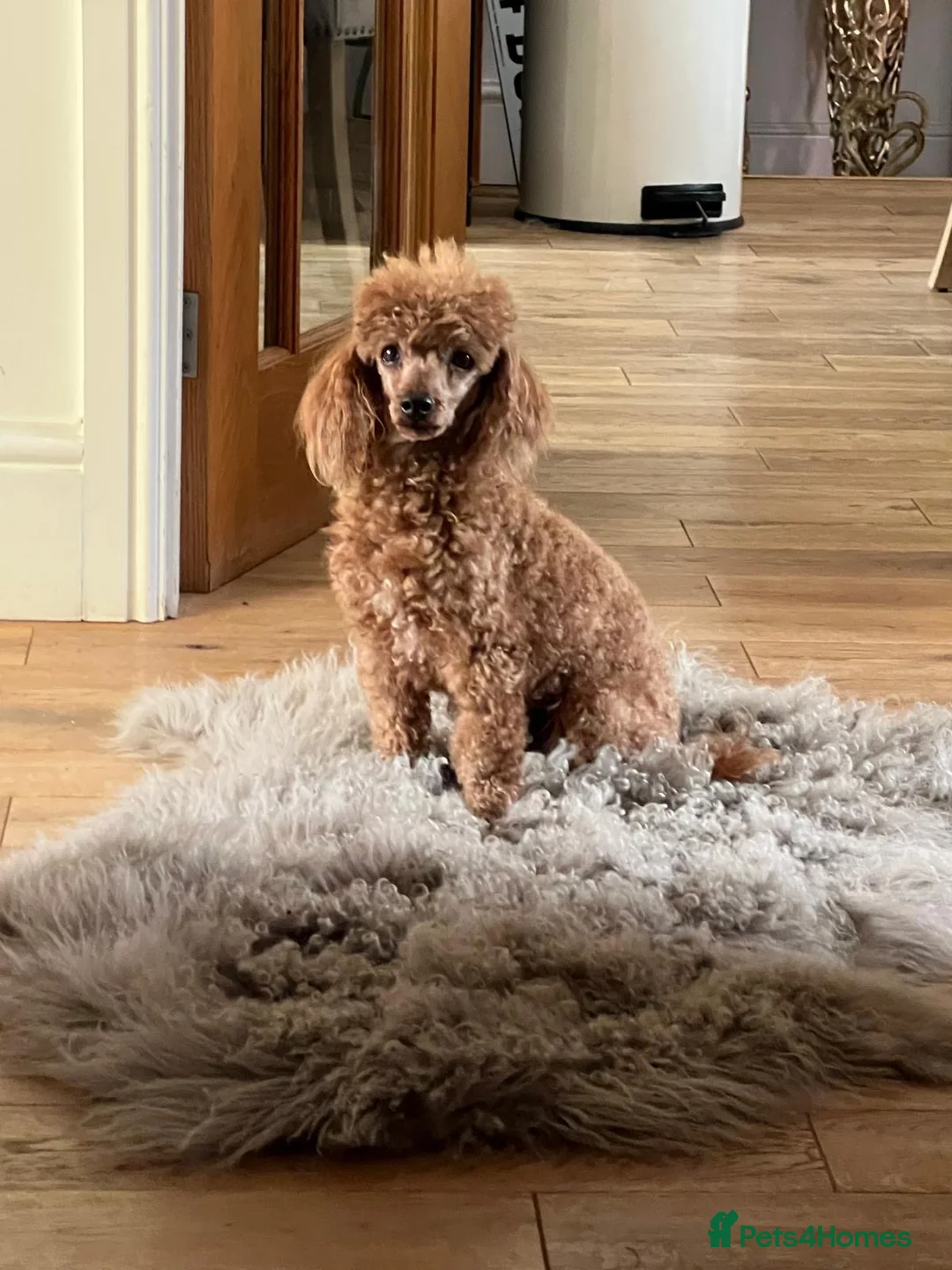 Poodle dogs for stud: Donnajays  5* PROVEN, HEALTH TESTED & PROFESSIONAL - Advert 18