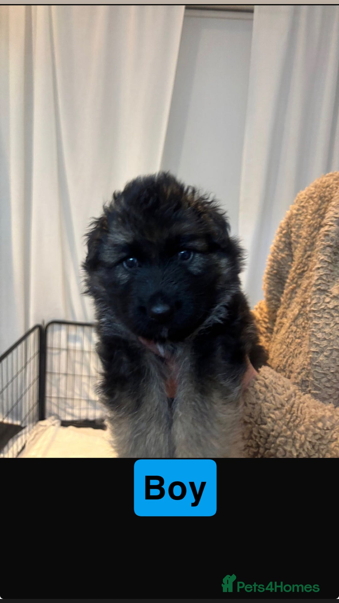 German Shepherd dogs for sale: German shepherd puppies Amber blood line  - Advert 24