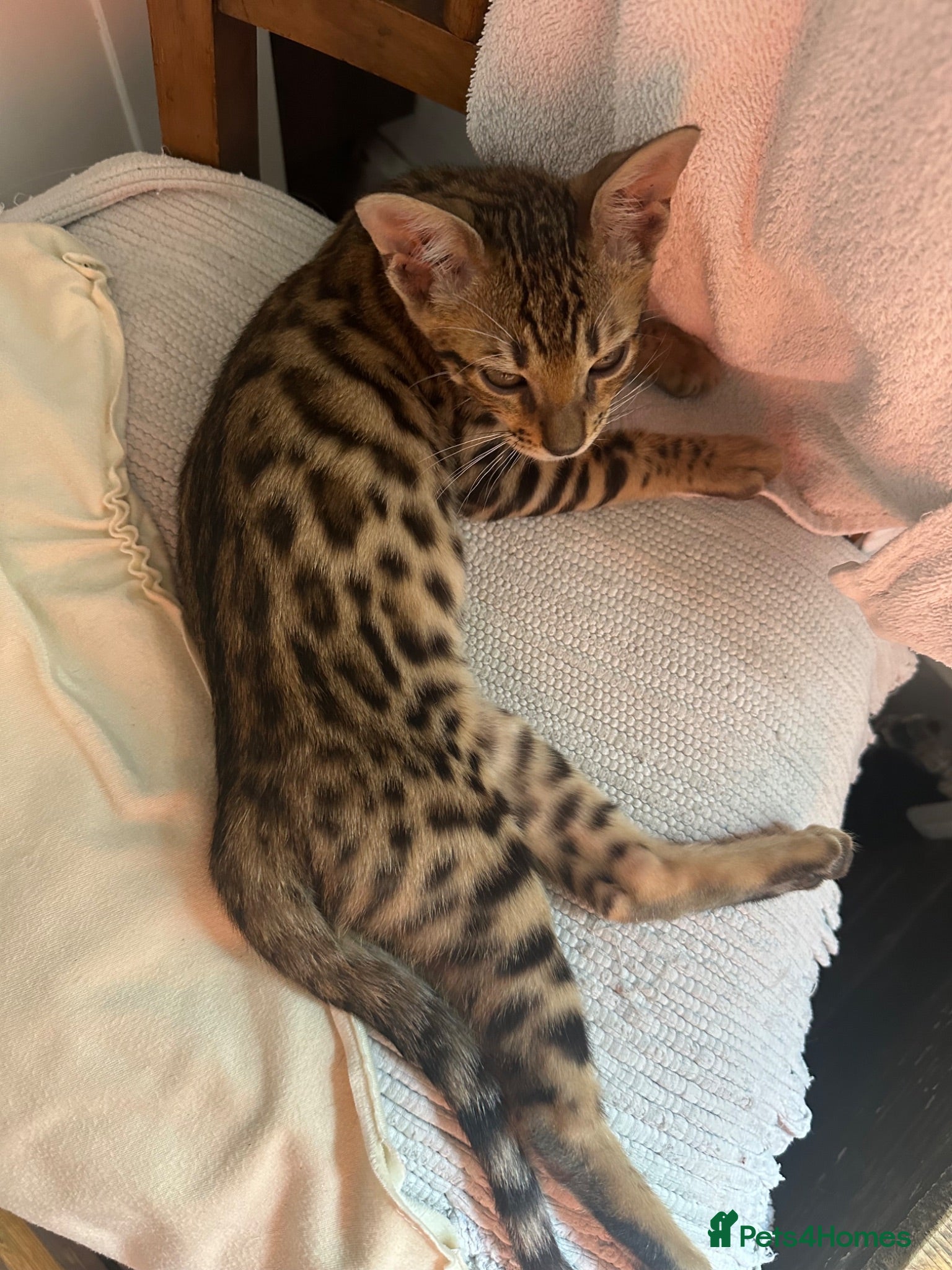 Bengal cats   Beautiful Rare Bengal dominant × Savannah Cross  - Advert 2