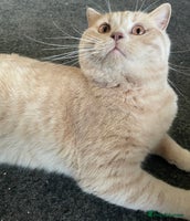 British Shorthair cats Rehoming Our Precious British Shorthair Cats - Advert 9