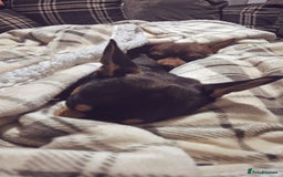 Chihuahua dogs for sale: Chihuahua boys - Image 4