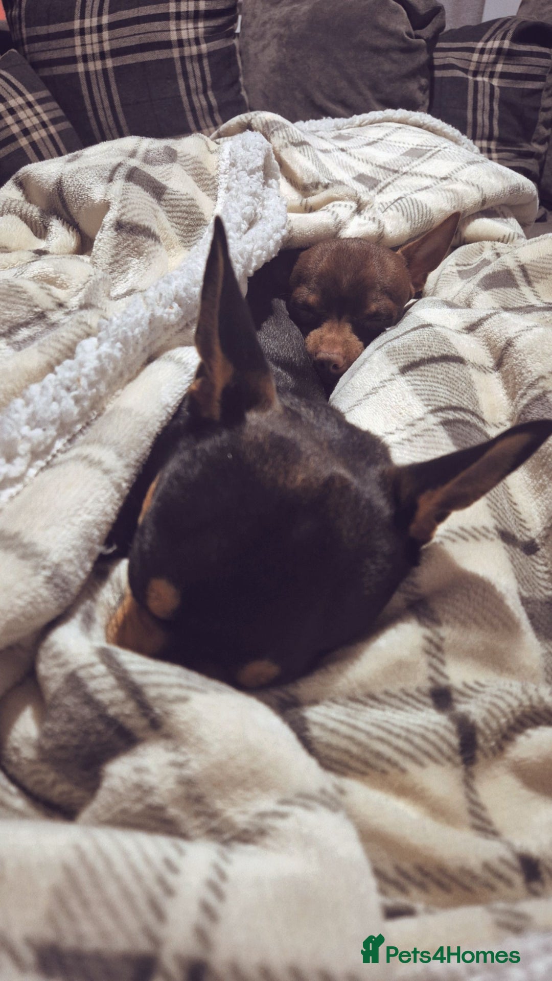 Chihuahua dogs for sale: Chihuahua boys - Image 4