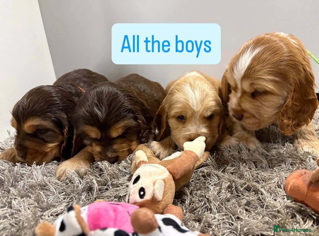 Cocker Spaniel dogs for sale: ✨STUNNING SABLE SHOW TYPE COCKER SPANIEL PUPPIES✨ - Advert 4