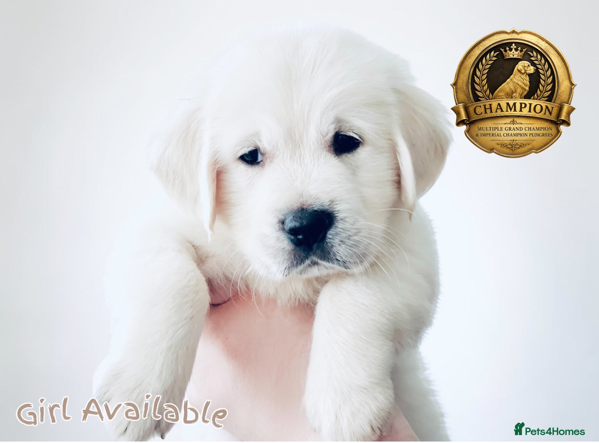 Golden Retriever dogs Available now 🎀  ~  DNA tested ~ Champion Lines  - Advert 1