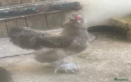 Chickens poultry for sale: FREE silkie cockerel (grey) FREE (20weeks) - Image 1