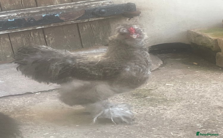 Chickens poultry - Advert 10
