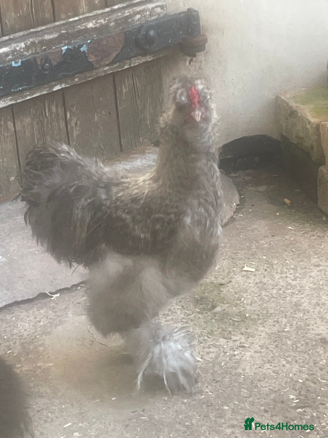 Chickens poultry for sale: FREE silkie cockerel (grey) FREE (20weeks) - Image 1