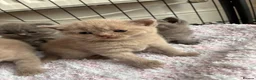 British Shorthair cats for sale: British shorthair kittens blue & lilic - Advert 4