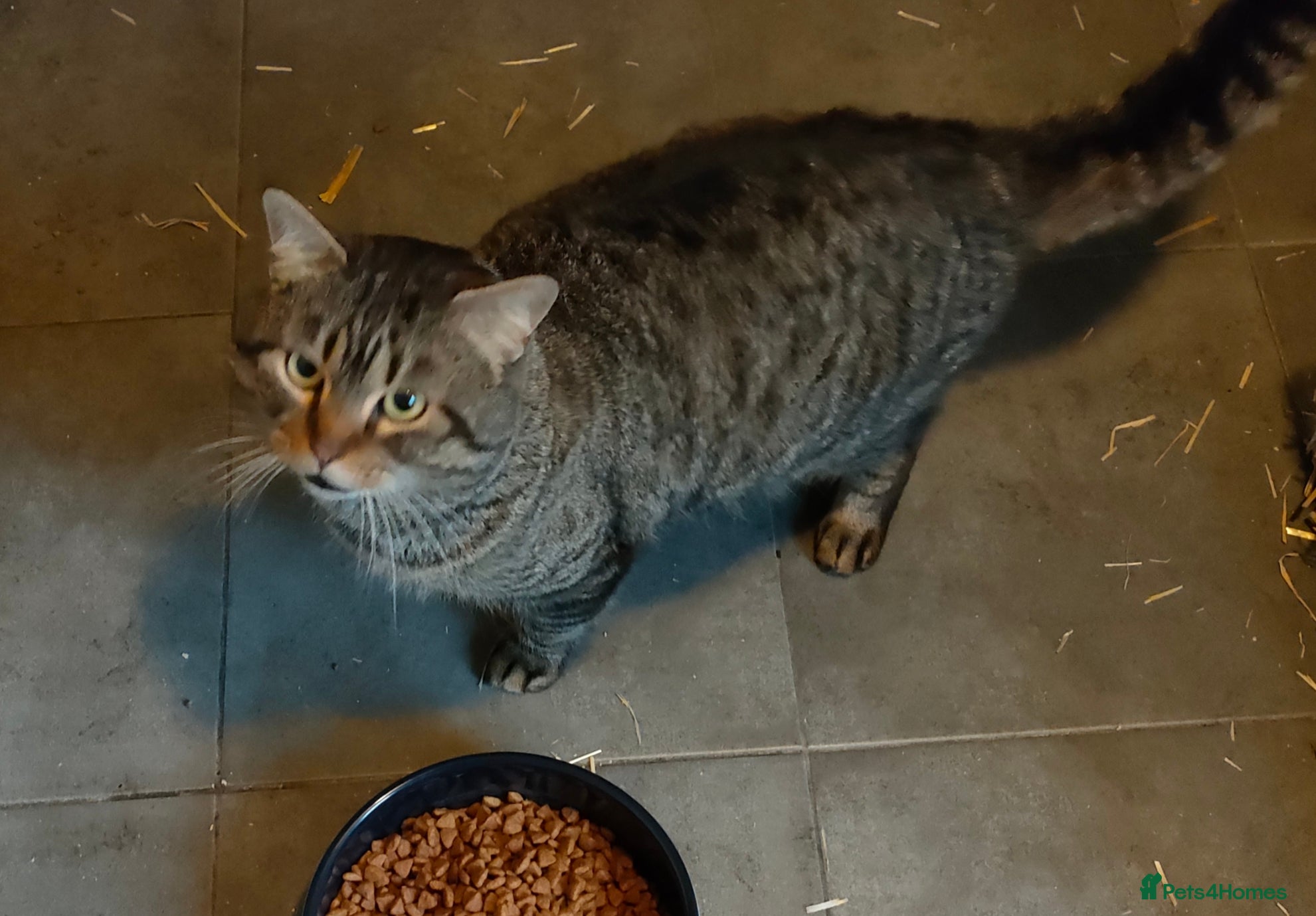 Siberian cats Siberian X Silver Tabby Male in Huntingdon - Advert 1