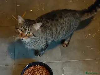 Siberian cats Siberian X Silver Tabby Male in Huntingdon - Advert 1