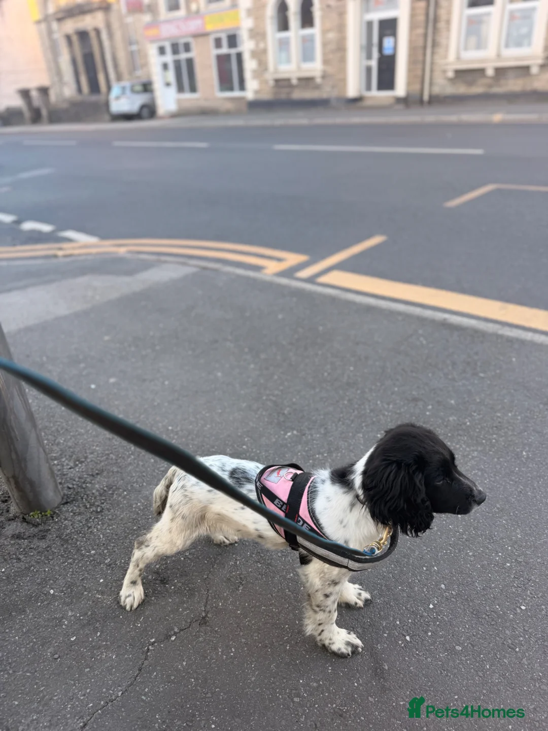 English Springer Spaniel dogs for sale: Kc reg springer pup  - Advert 2