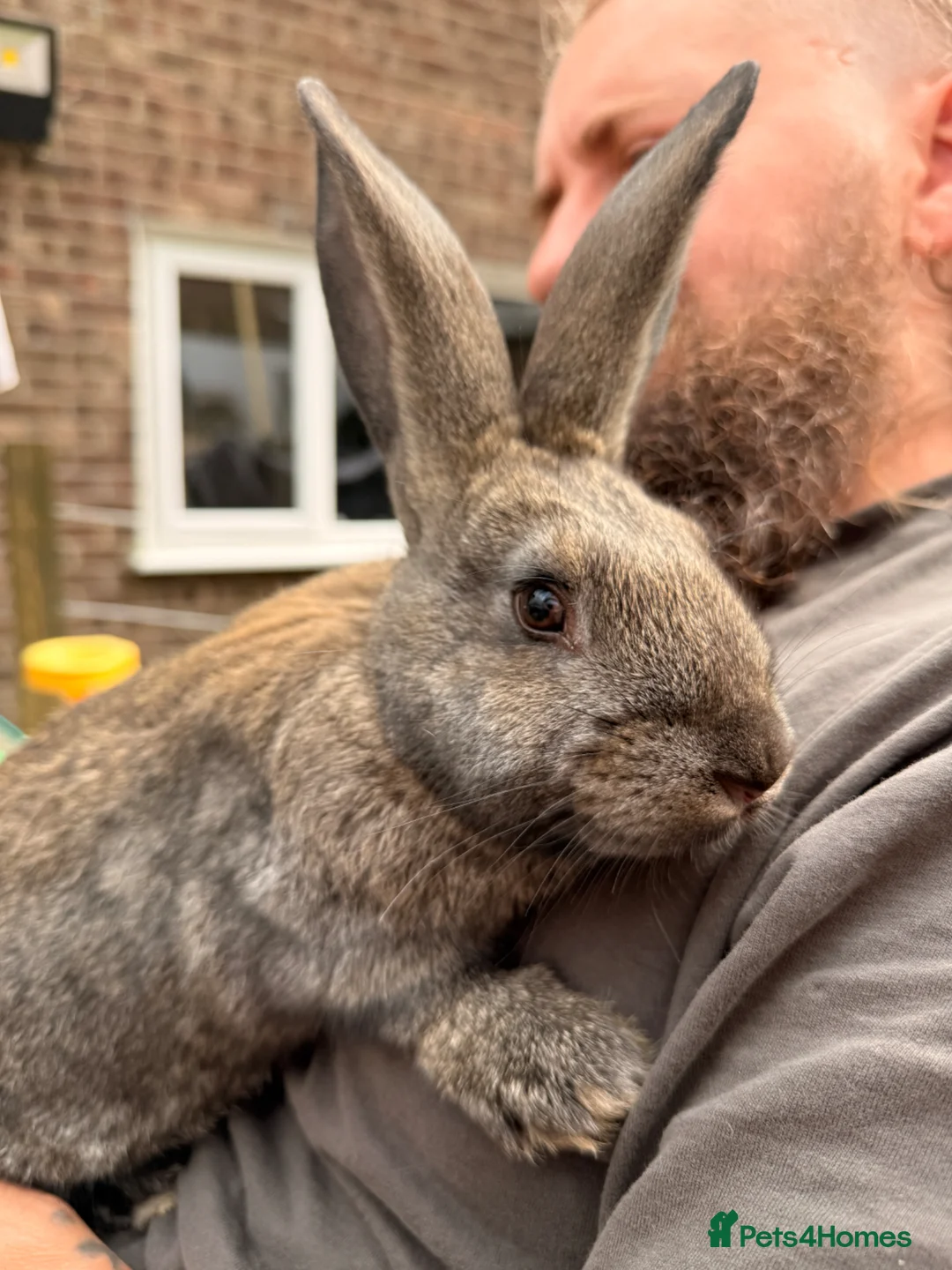 Continental Giant rabbits for sale: New Zealand White x Continental Giant Bunnies - Advert 1