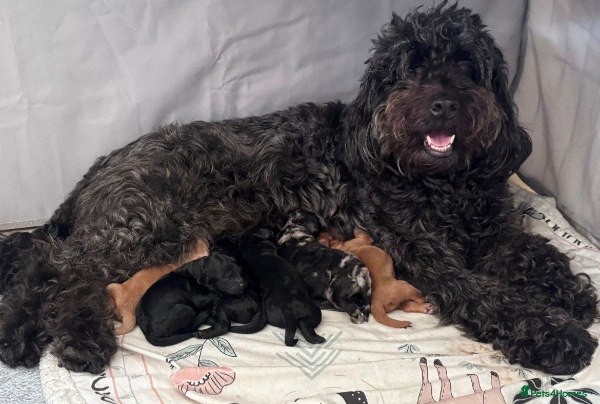 Cockapoo dogs Beautiful F2B Cockapoos 2 x girl and 1 boy - Black - Advert 1