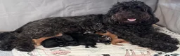 Cockapoo dogs for sale: Beautiful F2B Cockapoos 2 x girl and 1 boy - Black in Wilmslow - Advert 1