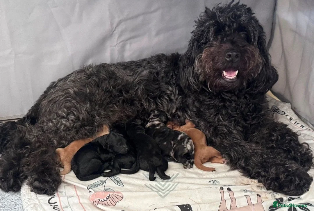 Cockapoo dogs for sale: Beautiful F2B Cockapoos 2 x girl and 1 boy - Black in Wilmslow - Advert 1