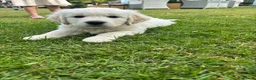 Golden Retriever dogs for sale: KC Golden Retriever Male Puppy 8 weeks old - Advert 2