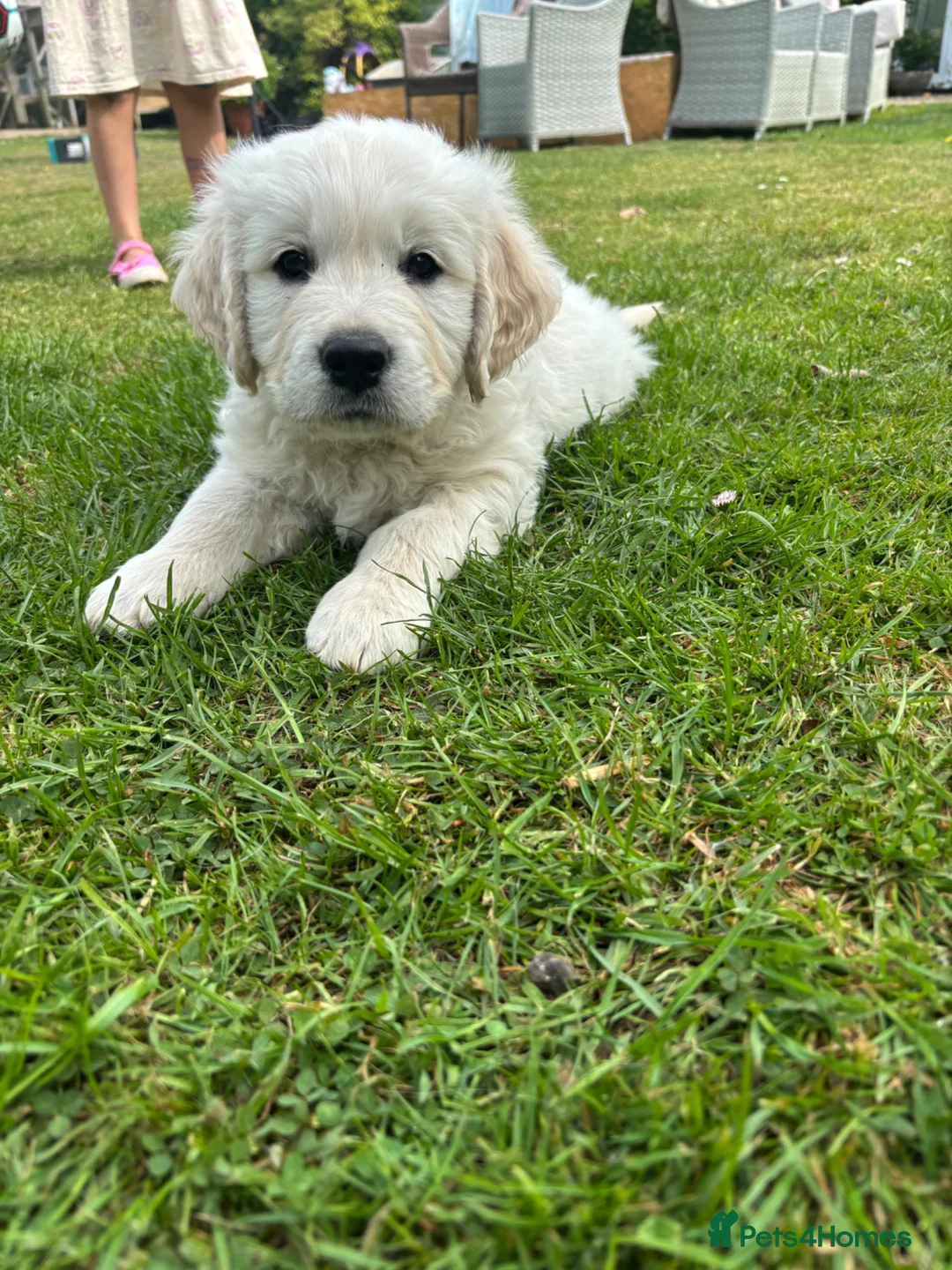 Golden Retriever dogs for sale: KC Golden Retriever Male Puppy 8 weeks old - Advert 2