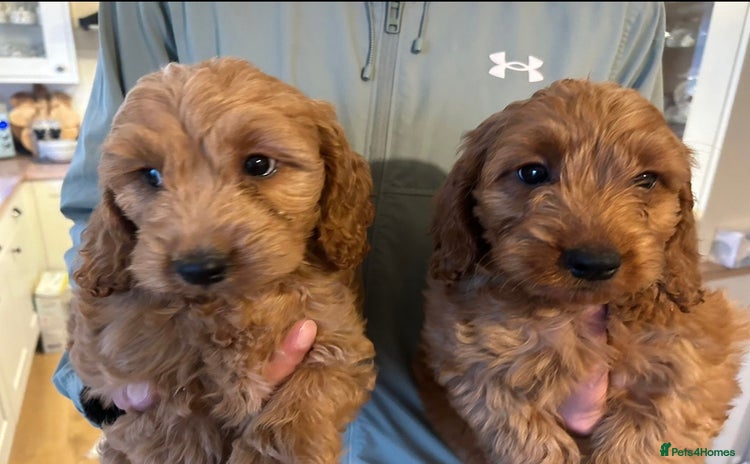 Cockapoo dogs 💖 Beautiful Red Cockapoo Puppies – Ready Now  - Advert 15