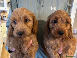 Cockapoo dogs 💖 Beautiful Red Cockapoo Puppies – Ready Now - Advert 18