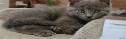 Russian Blue cats for sale: Russian blue x Maine coon kittens 8 weeks old - Advert 6