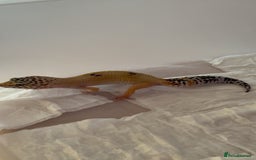 Leopard Gecko reptiles for sale: Young leopard gecko seeking new home  - Advert 3