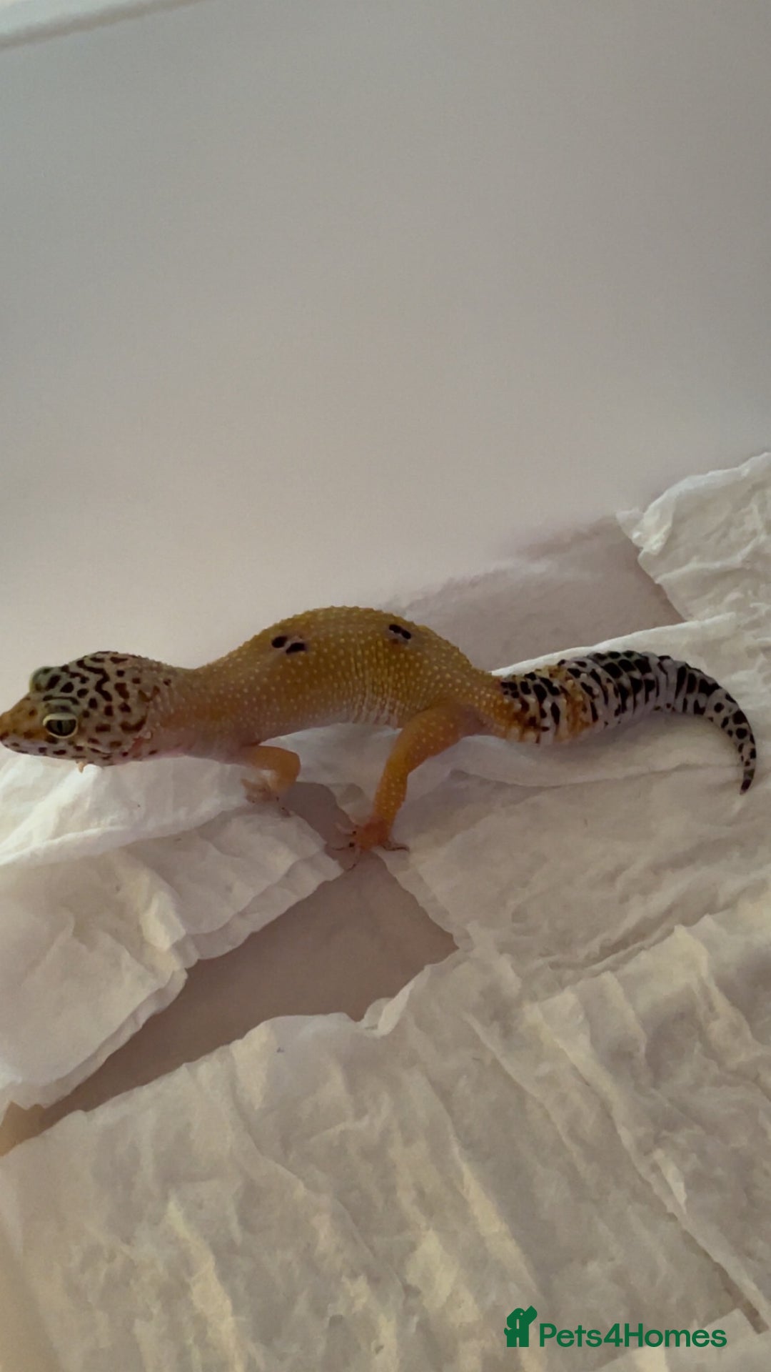 Leopard Gecko reptiles for sale: Young leopard gecko seeking new home  - Advert 3
