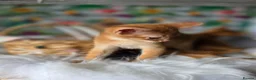 Abyssinian cats for sale: Beautiful Aby kitten  - Advert 10