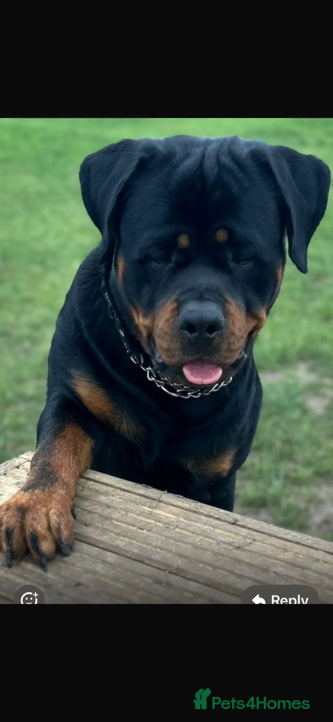 Rottweiler dogs for sale: OUTSTANDING QUALITY GERMAN ROTTWEILER PUPPIES  in Canvey Island - Advert 22