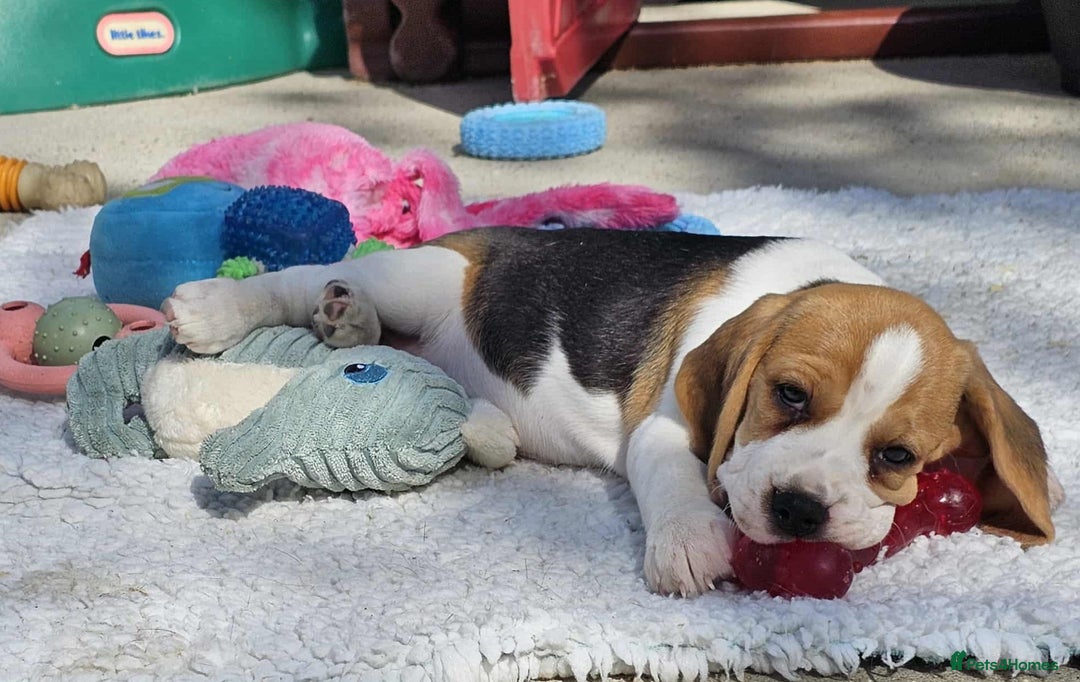 Beagle dogs for sale: Stunning KC Reg Beagle Pups - Ready Now - Image 11