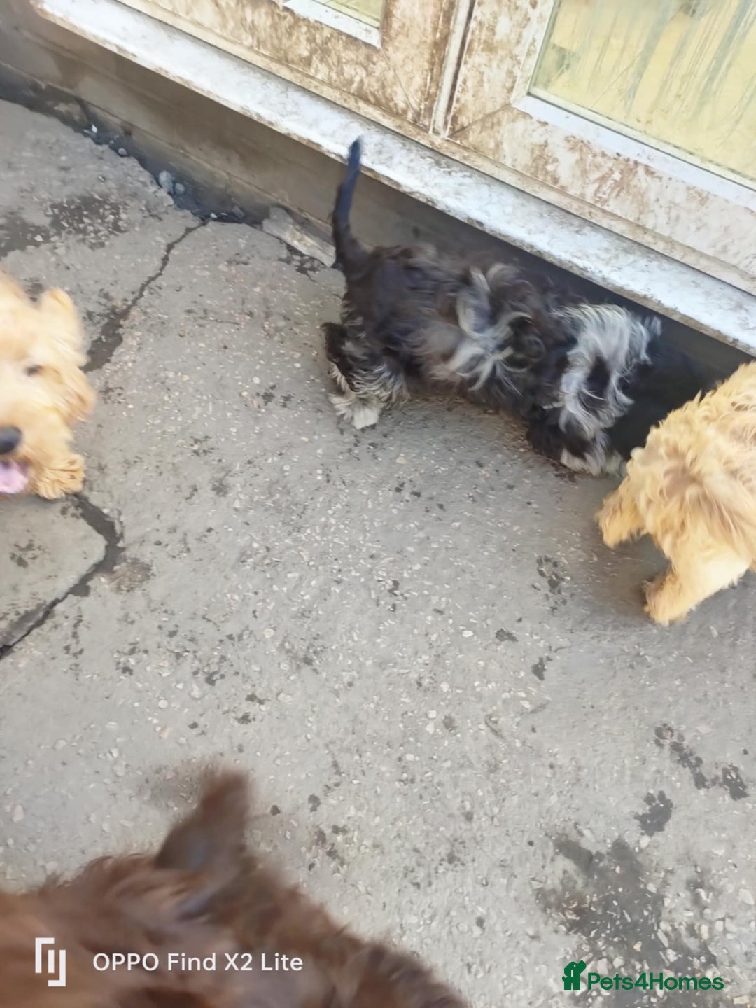 Cockapoo dogs for sale: 2 beautiful cockapoo desperate for forever homes  - Image 27
