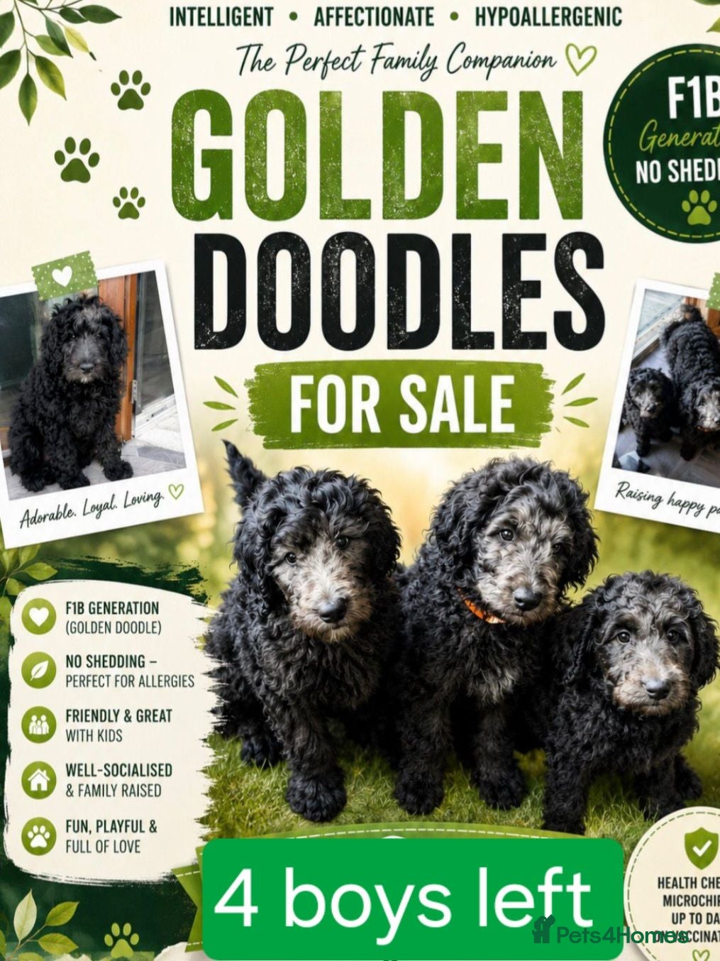 Goldendoodle dogs F1B Rare black standard Goldendoodle North Wales  - Advert 1