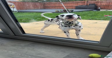 Dalmatian dogs - Advert 3