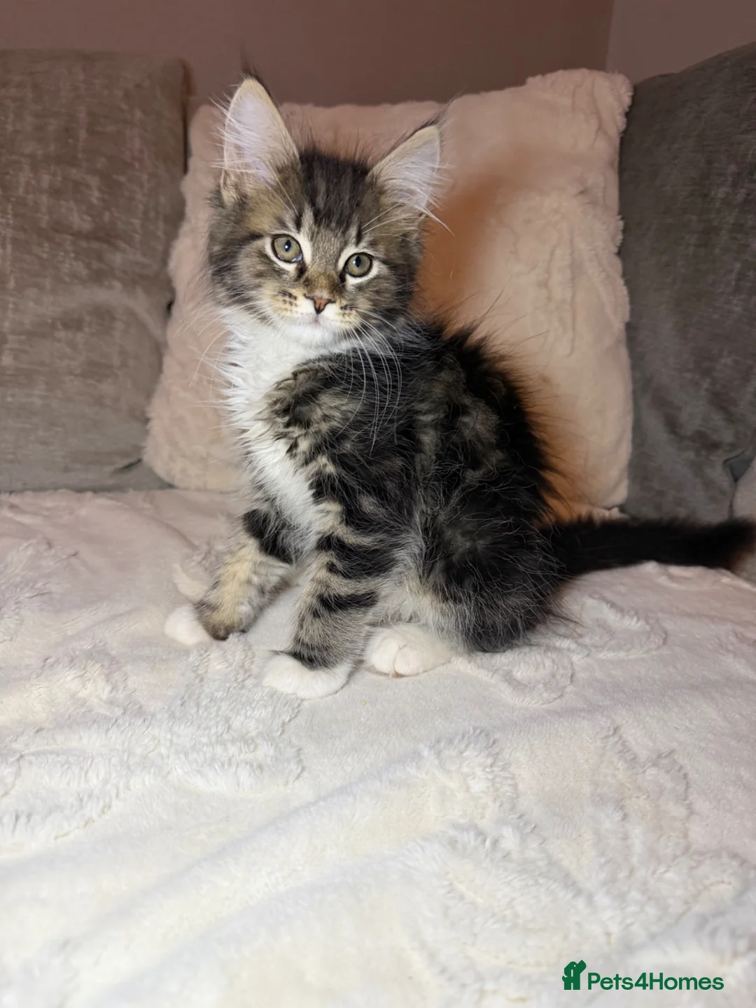 Maine Coon cats for sale: Maine coon kittens - Advert 11