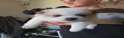 Pomchi dogs for sale: 5 beautiful pomchi puppies for sale - Advert 21