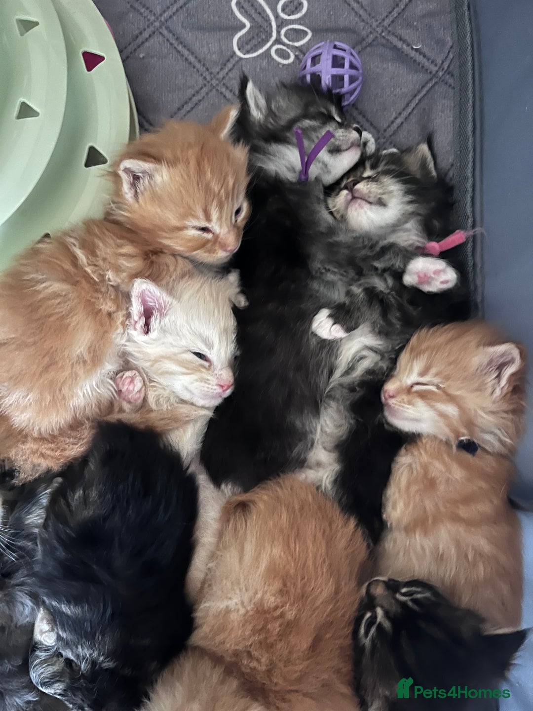 Maine Coon cats for sale: Maine coon kitten  - Image 36
